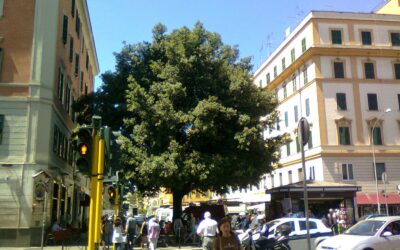 Passeggiando con Piero Tucci. Dall’Alberone a Via dei Cessati Spiriti.